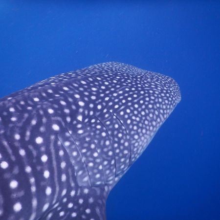 Dhivehi Experience Dhigurah (Alif Dhaal Atoll) Exterior foto