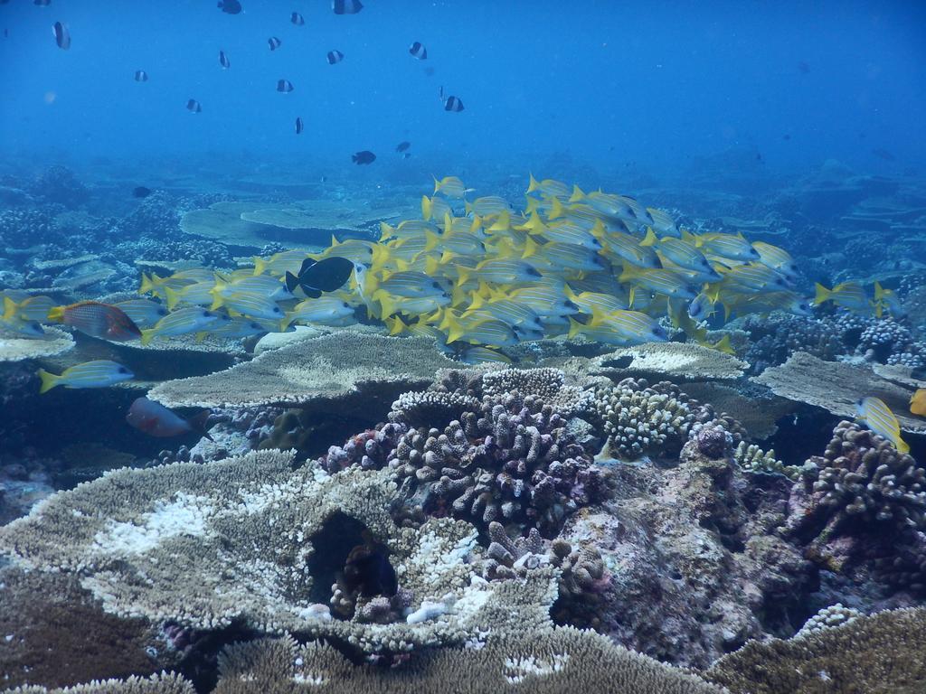 Dhivehi Experience Dhigurah (Alif Dhaal Atoll) Exterior foto