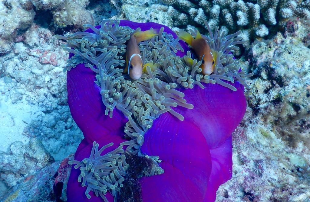 Dhivehi Experience Dhigurah (Alif Dhaal Atoll) Exterior foto