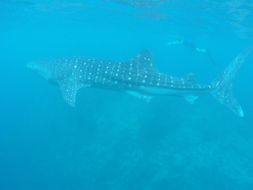 Dhivehi Experience Dhigurah (Alif Dhaal Atoll) Exterior foto