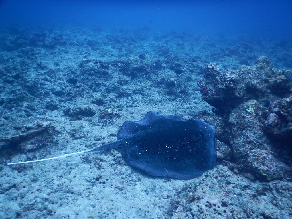 Dhivehi Experience Dhigurah (Alif Dhaal Atoll) Exterior foto