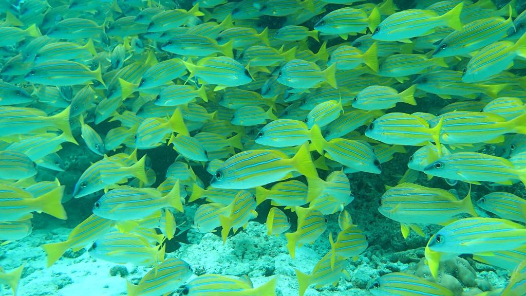 Dhivehi Experience Dhigurah (Alif Dhaal Atoll) Exterior foto