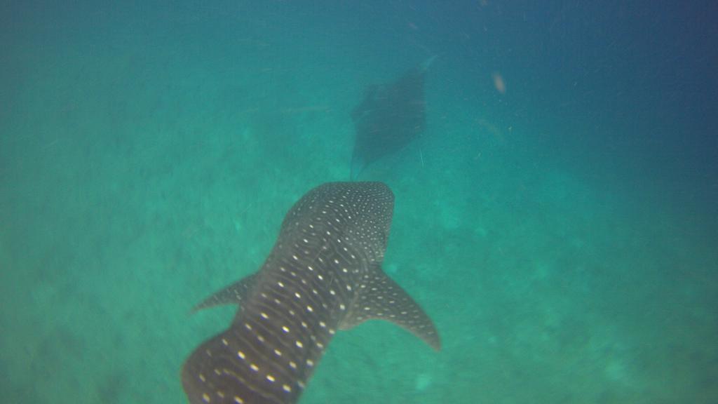 Dhivehi Experience Dhigurah (Alif Dhaal Atoll) Exterior foto