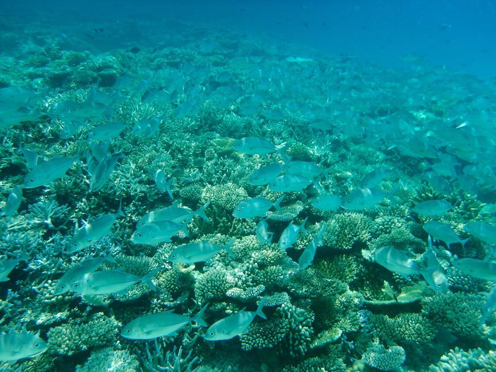Dhivehi Experience Dhigurah (Alif Dhaal Atoll) Exterior foto