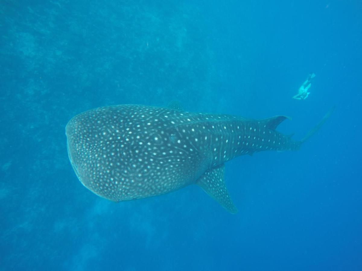 Dhivehi Experience Dhigurah (Alif Dhaal Atoll) Exterior foto